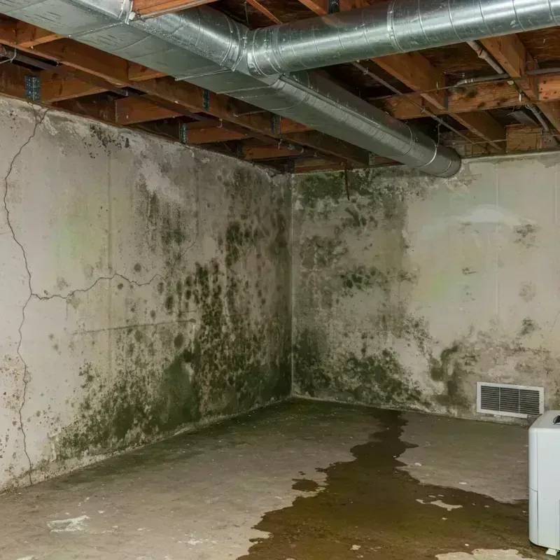 Professional Mold Removal in Hockinson, WA